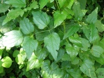 Feuille-de-clematite-et-de-tamier-.jpg