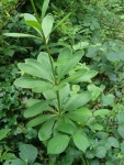 Feuilles-en-verticilles-du-Lys-martagon.jpg