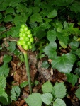 Fruits-de-larum.jpg