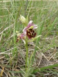 Ophrys-bourdon.jpg