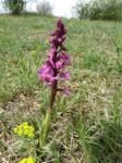 Orchis-male-pelouse-Miotte.png