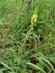 Aigremoine-eupatoire-avec-petits-fruits-crochus-a-la-base.jpg